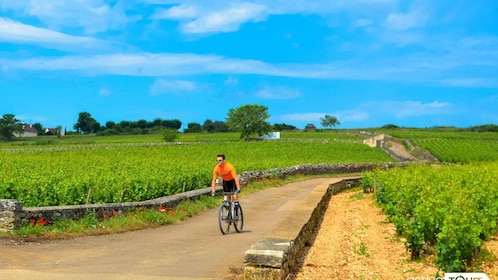 Tour di mezza giornata in bicicletta e vino in Borgogna