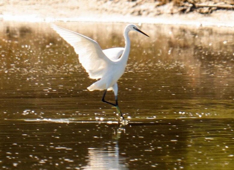 Picture 9 for Activity Safari & Birdwatching in Vjosa-Narta Protected Landscape