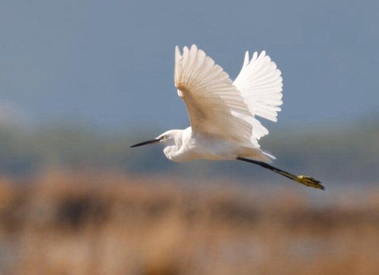 Picture 6 for Activity Safari & Birdwatching in Vjosa-Narta Protected Landscape