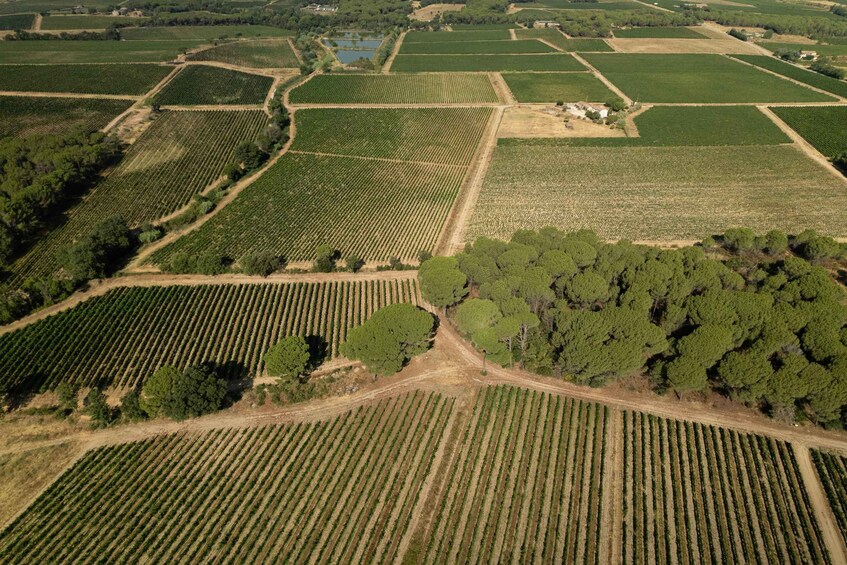 Picture 9 for Activity Cannes: Provence Wine Tour - Private Tour from Cannes