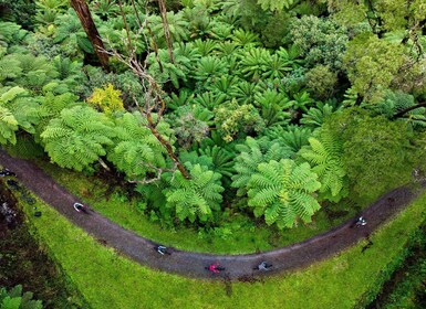 亞拉河谷：紅木森林山單車冒險