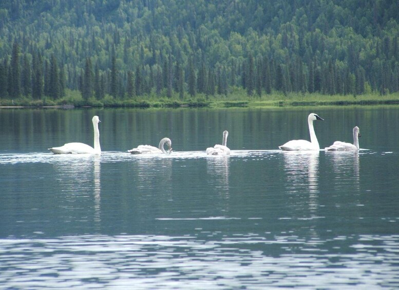 Picture 2 for Activity Denali State Park: Guided Byers Lake Kayaking Tour