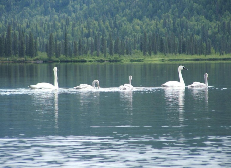 Picture 2 for Activity Denali State Park: Guided Byers Lake Kayaking Tour