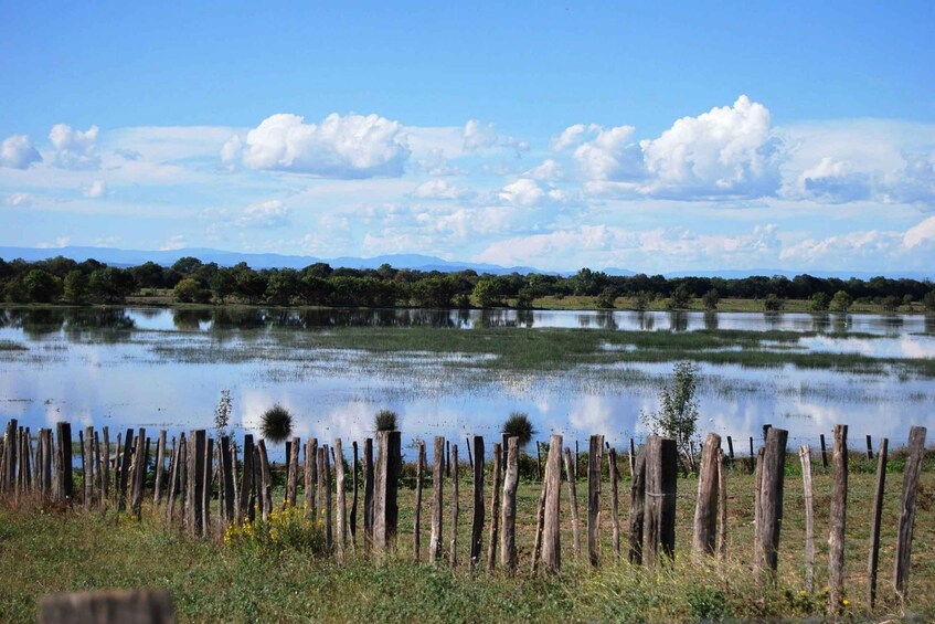 Picture 10 for Activity Le Grau du Roi: Half-Day Tour of Camargue