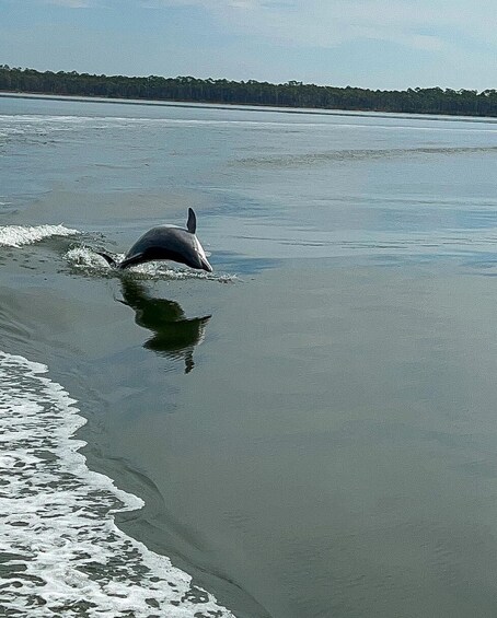 Picture 2 for Activity Orange Beach: Dolphin-Watching Eco-Boat Tour