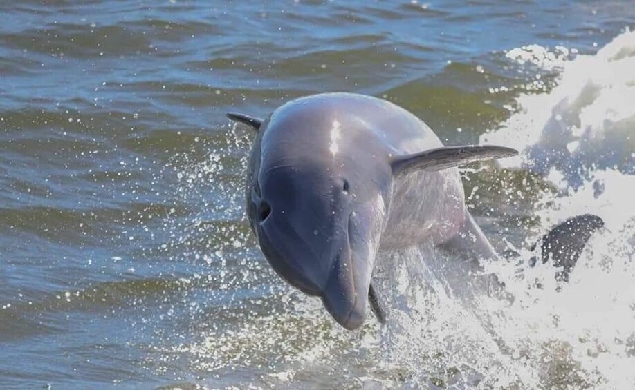 Picture 3 for Activity Orange Beach: Dolphin-Watching Eco-Boat Tour