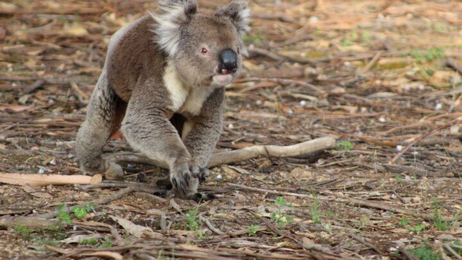 Sunset Nocturnal Adventure Tour