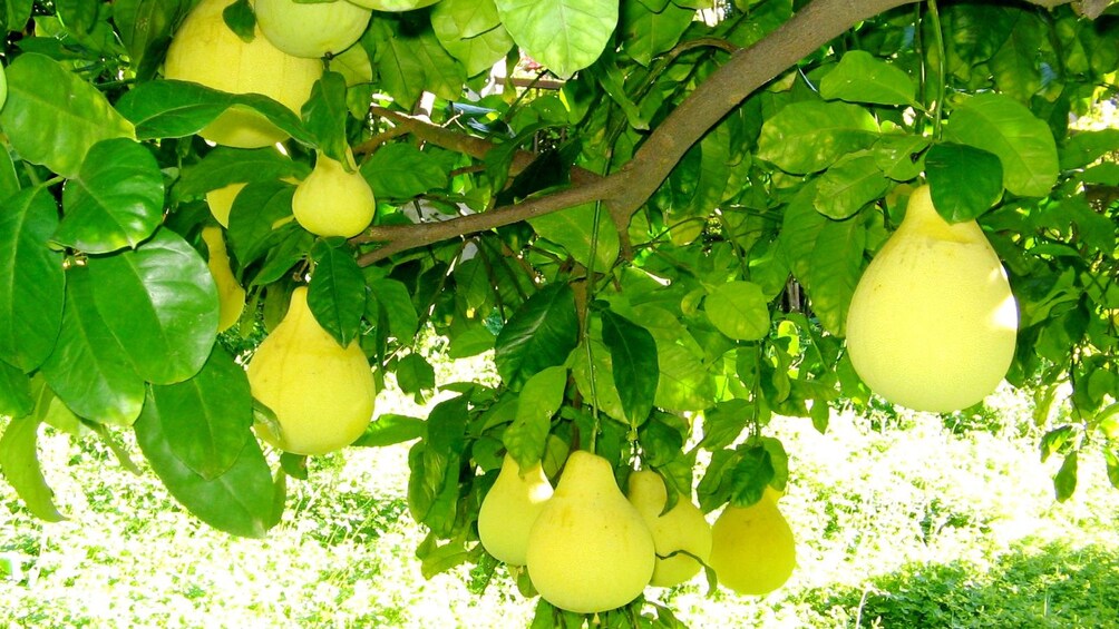 Large fruit hanging from tree in Hue