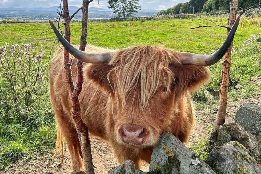 Highland 'Coo'