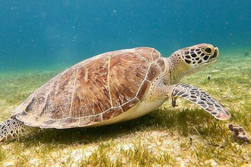Snorkeling with sea turtles in the BVI