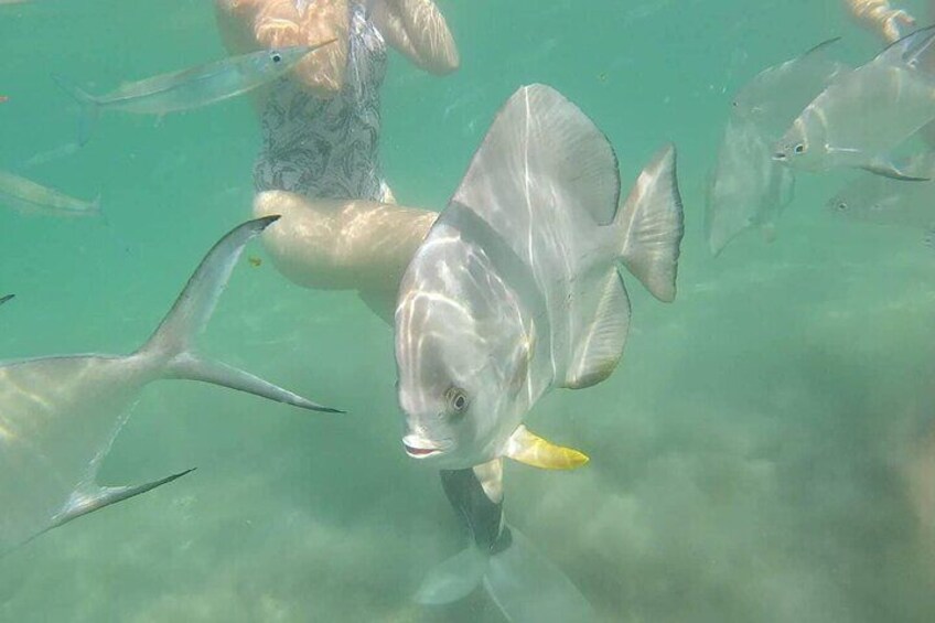 4H Snorkeling and Fishing Cruise on Magnetic Island