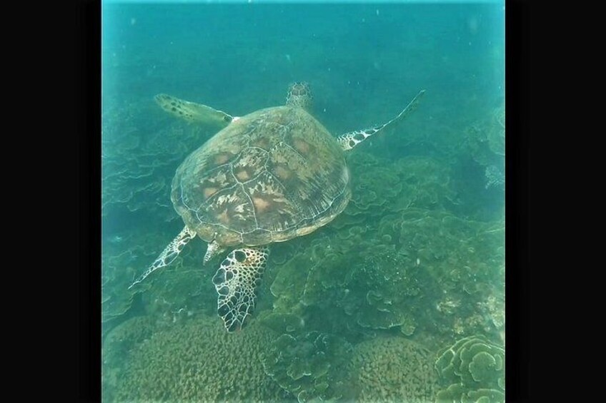 4H Snorkeling and Fishing Cruise on Magnetic Island