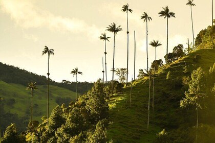 Tour de día completo a Filandia, Salento y Valle del Cocora