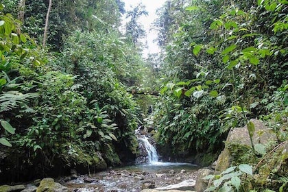 Mindo Cloud Forest Tour with Tickets and Lunch