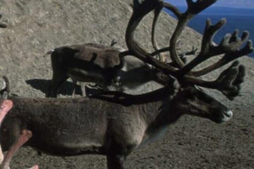 Experience North Cape Midnight Tour
