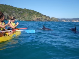 Dolphin View Kayaking + Great Beach Drive Day Adventure