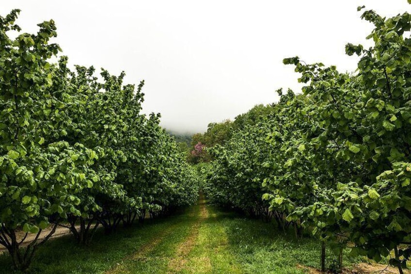 Hazelnut trees