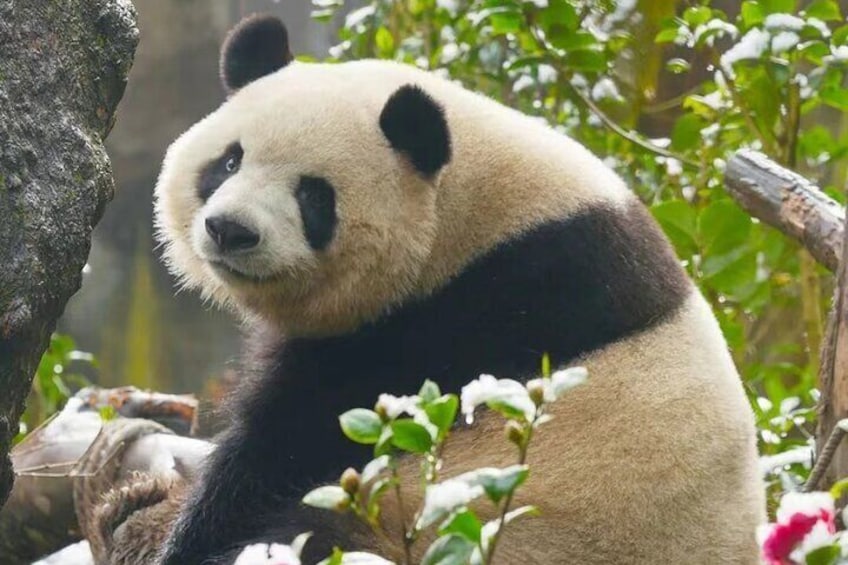 thinking panda