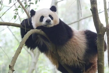 Giant Pandas and Leisurely Chengdu Private Day tour