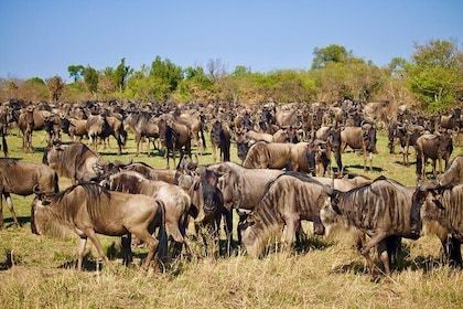 6 Days Wildebeest Migration Calving Safari