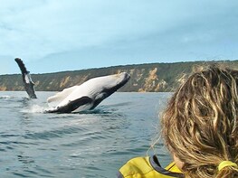 Dolphin View Kayaking + Great Beach Drive 1/2 Day Adventure
