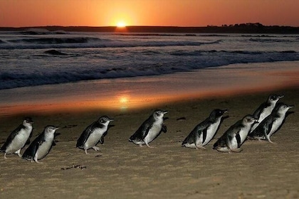 Discover Melbourne City and Penguin Parade Eco Tour