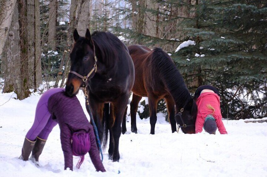 Yoga with Horses