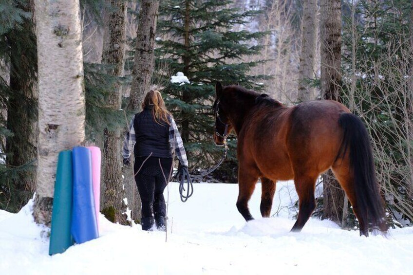 Yoga with Horses