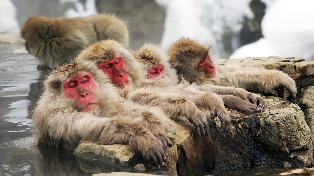 Show item 1 of 5. Snow monkeys lounging in hot springs at the Snow Monkey Resorts in Koshinetsu
