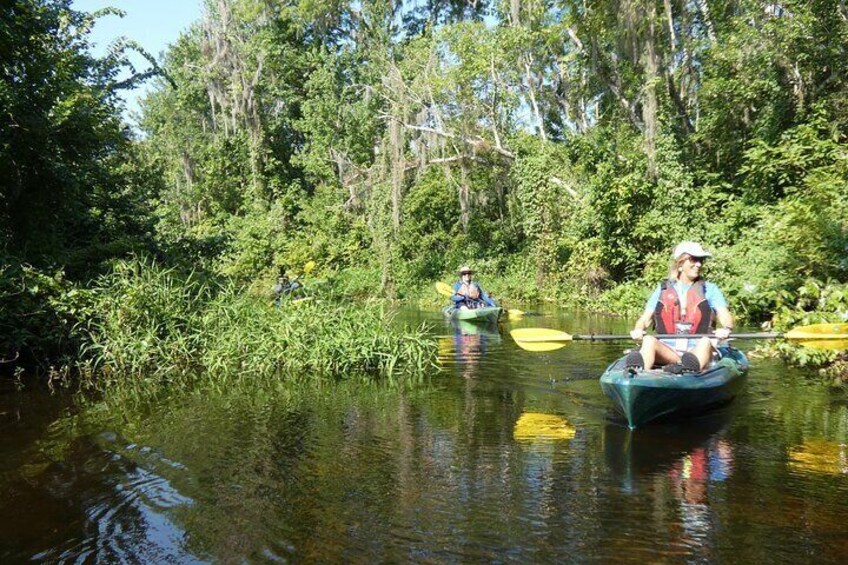 Small Group Scenic Wekiva River Kayak Tour near Orlando