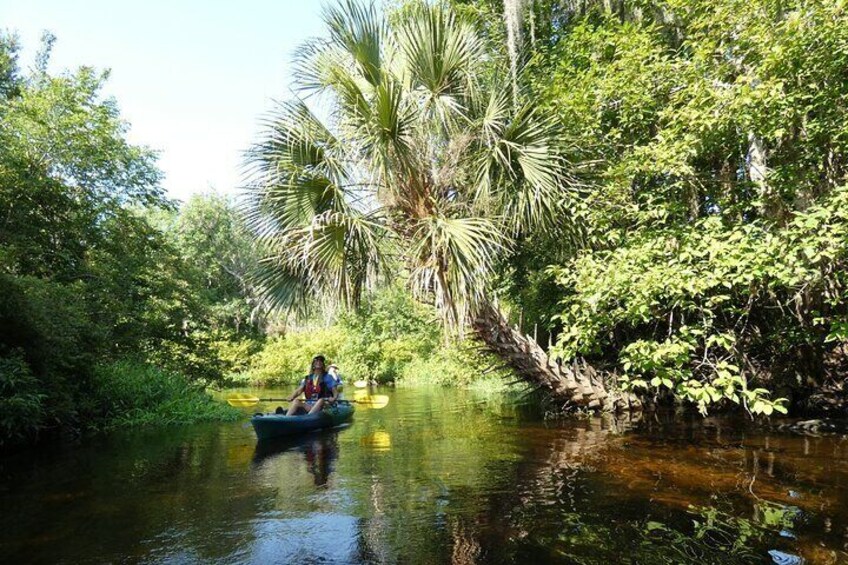 Small Group Scenic Wekiva River Kayak Tour near Orlando