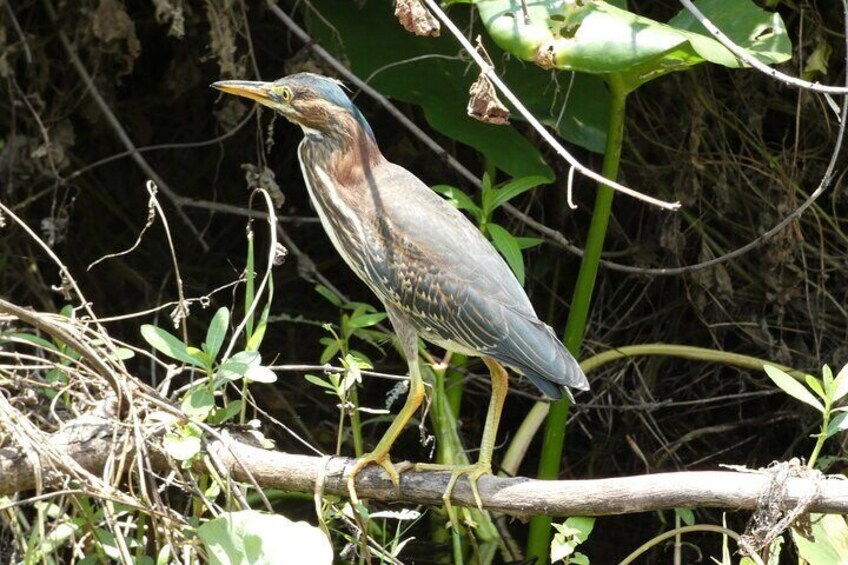 Small Group Scenic Wekiva River Kayak Tour near Orlando
