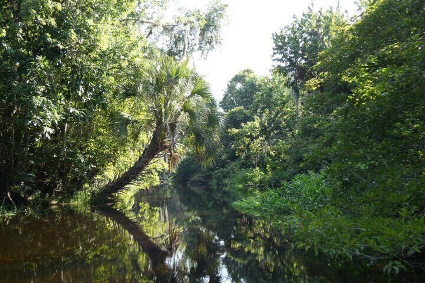 Small Group Scenic Wekiva River Kayak Tour near Orlando