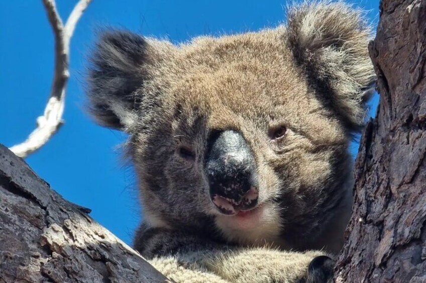 Port Lincoln Mikkira Station Wild Koala Safari Tour