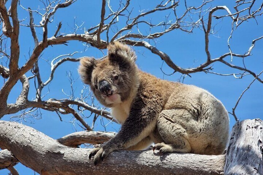 Port Lincoln Mikkira Station Wild Koala Safari Tour