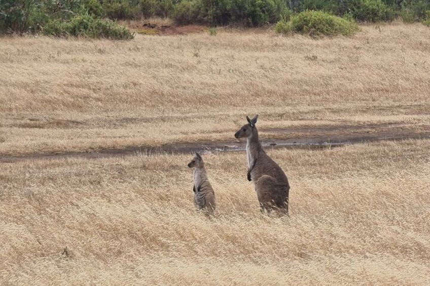 Port Lincoln Mikkira Station Wild Koala Safari Tour