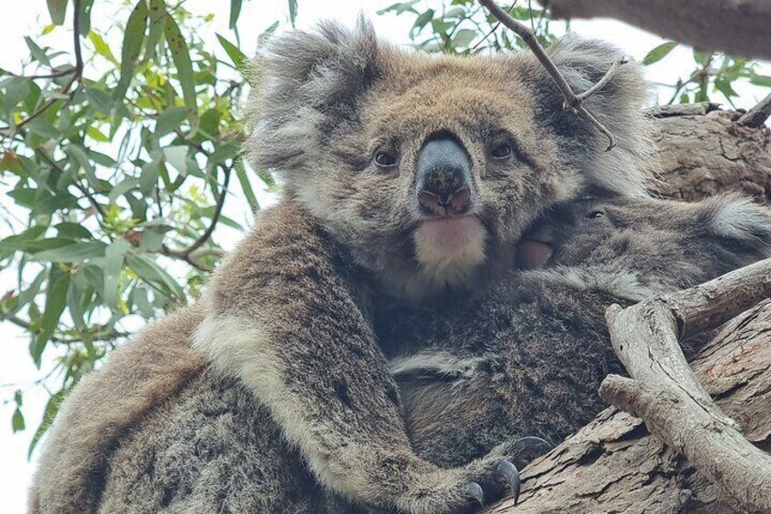 Port Lincoln Mikkira Station Wild Koala Safari Tour