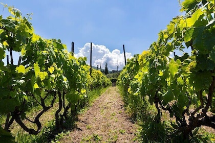 Guided Wine Tasting Experience in a Roman Vineyard