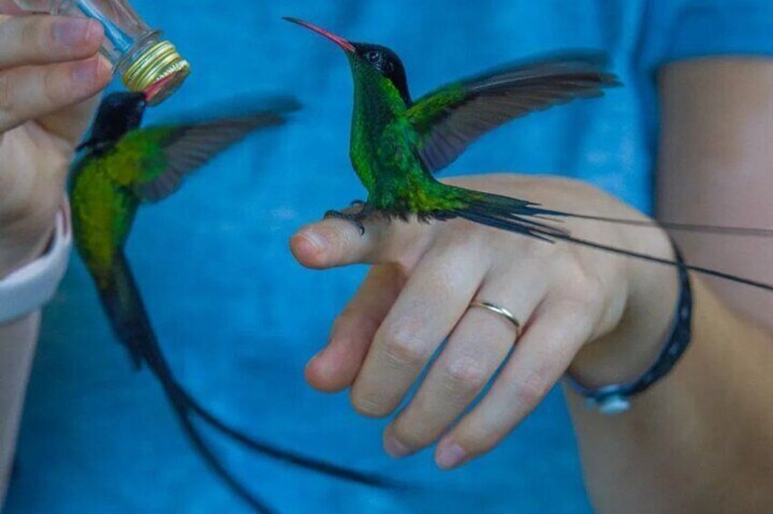 Rocklands Bird Sanctuary and Montego Bay Highlights