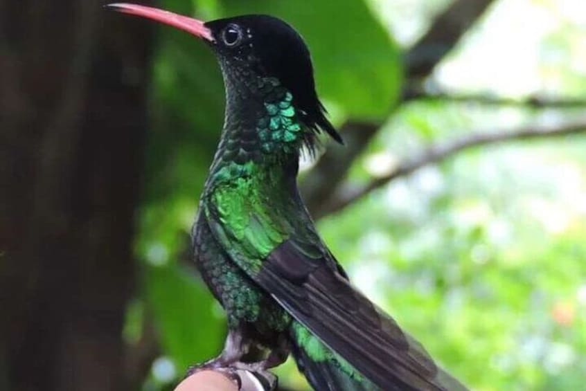 Rocklands Bird Sanctuary and Montego Bay Highlights