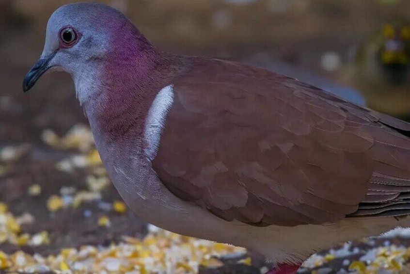 Rocklands Bird Sanctuary and Montego Bay Highlights
