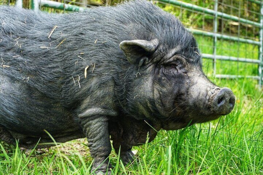 Our pigs love scratches and being brought fresh fruits and veggies (provided for the tour).