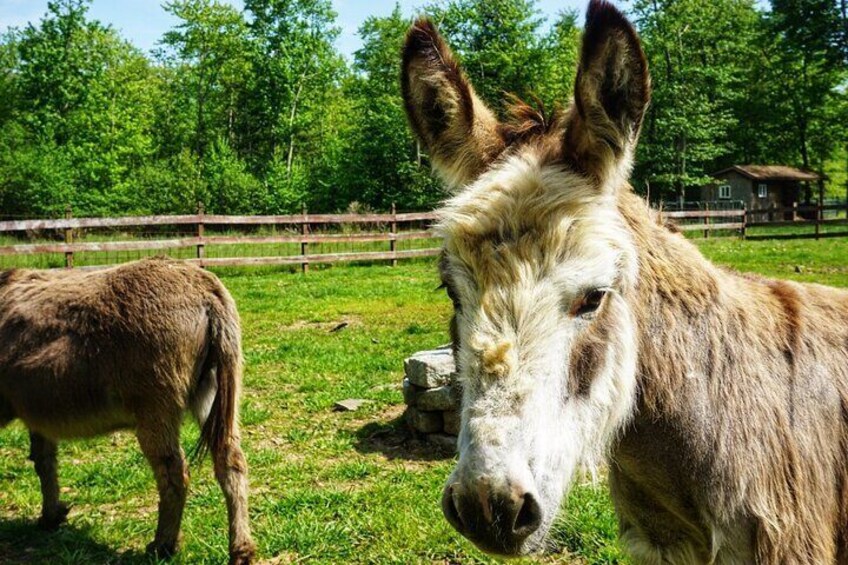 Our miniature donkeys are adorable! And love kids! 