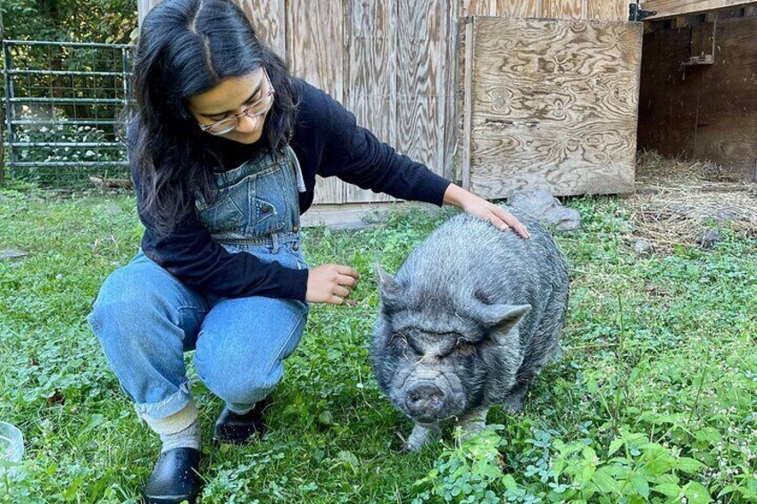 Meet our pot-bellied pigs. You might find them foraging for food or snoring under a pile of hay.