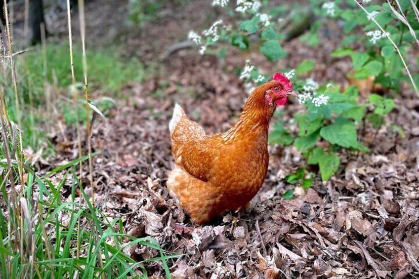 As we do the tour you're likely to see our many free range hens roaming the farm.