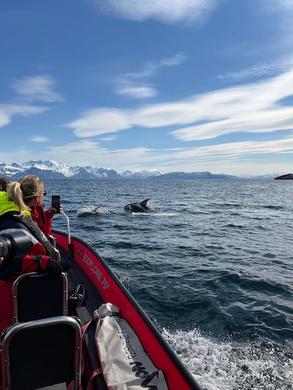 Skjervøy: Birds and Wildlife of Arctic Norway