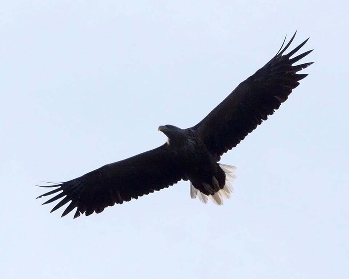 Picture 3 for Activity Skjervøy: Birds and Wildlife of Arctic Norway