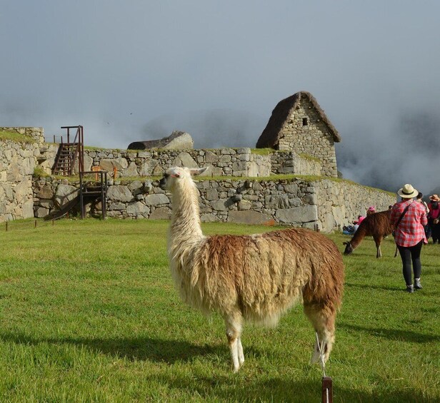 Picture 6 for Activity From Cusco: Machu Picchu 2-day Budget Tour by Van