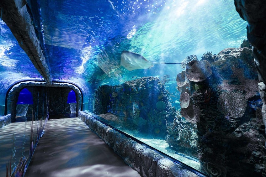 Ticket to Acuario Inbursa CDMX