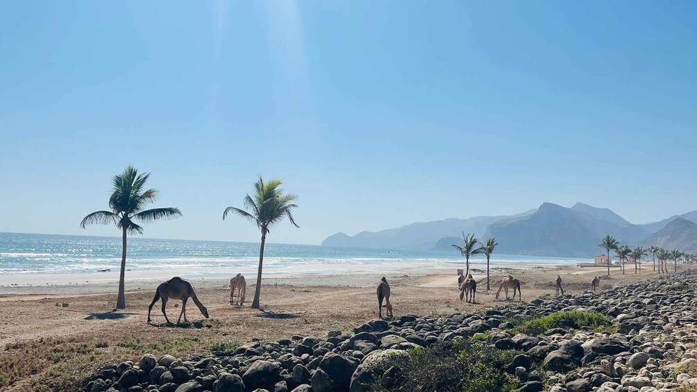 Picture 6 for Activity Salalah: Tour to Fazayah Beach & Swimming